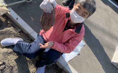 さつまいも掘り