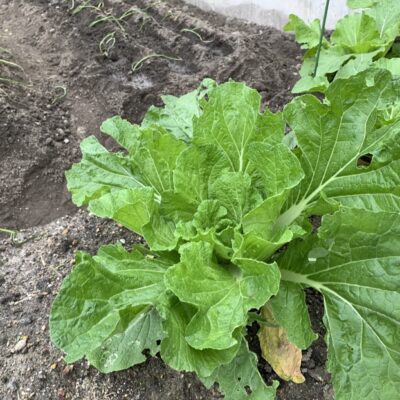 えこる